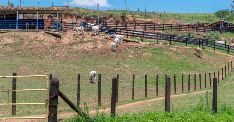 fazenda_manejo_gado