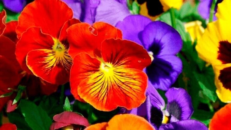 flores-2