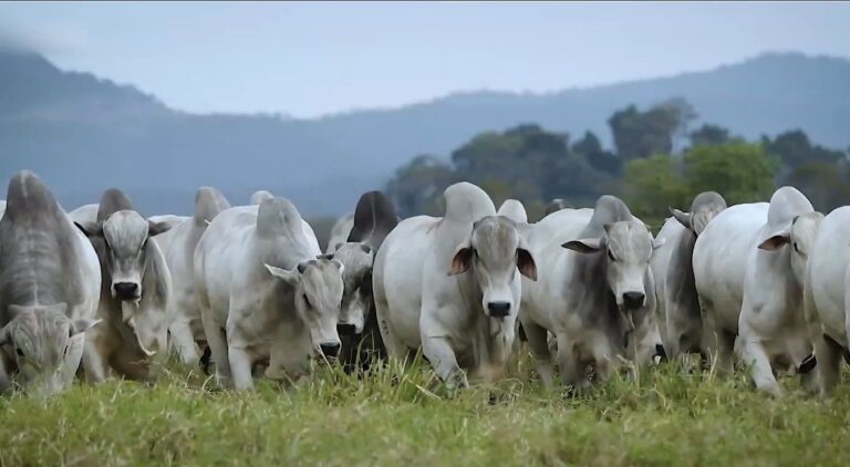 prosa-com-o-deva-pecuaria-no-rio-de-janeiro