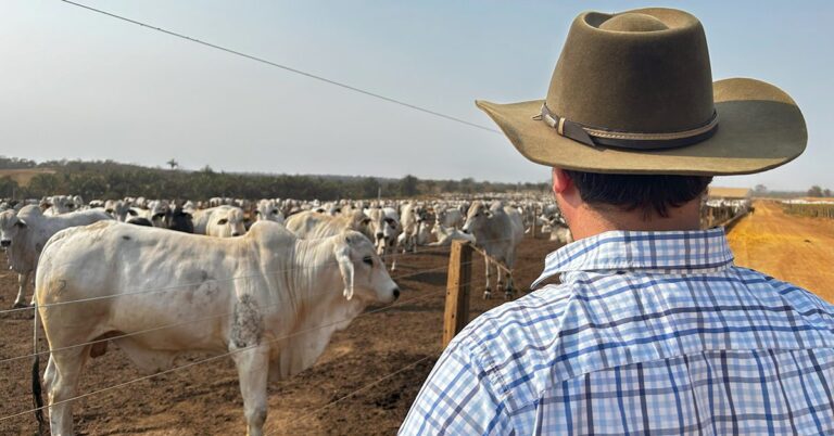 gado_boi_peao_manejo_pecuarista_confinamento