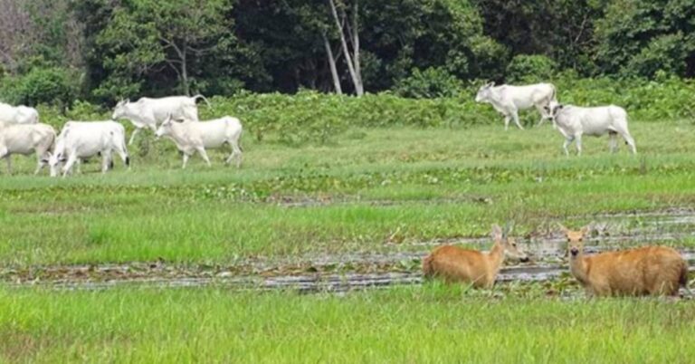 portaldbo-pantanal