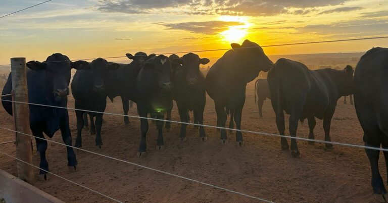 angus_gado_confinamento_por-do-sol