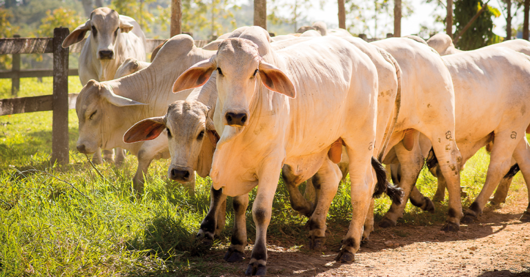 brahman-Fazenda-Diamante-1