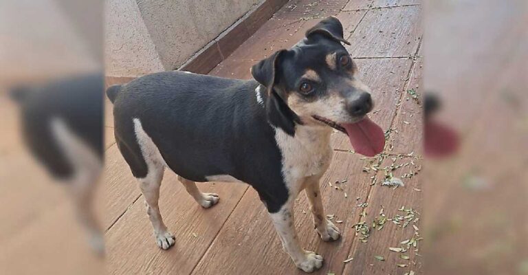 doguinho-sumido-bionatus-reporter-top