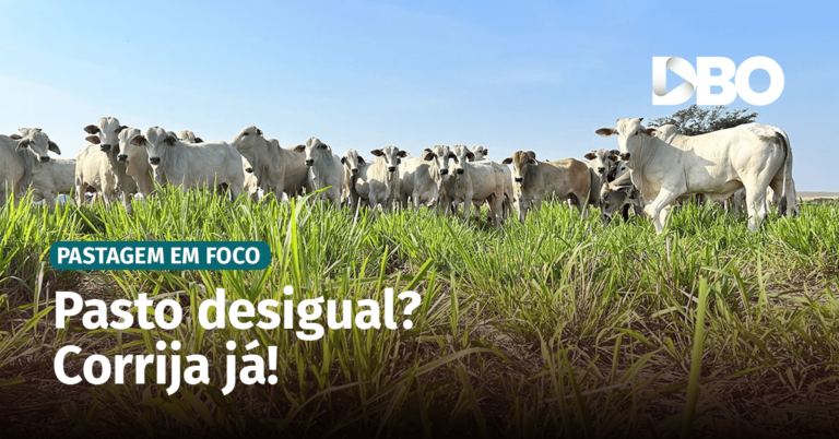 Capa-video-Portal_288