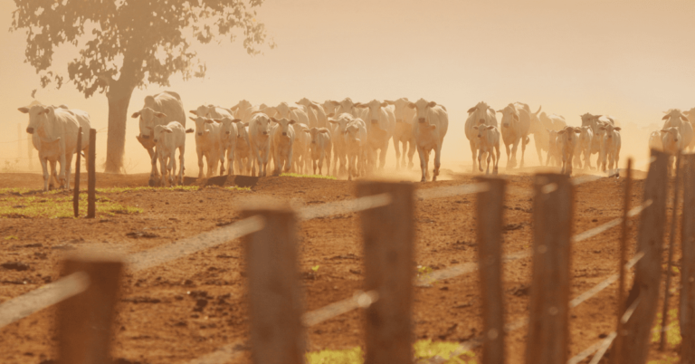 gado-19-cerca-fazenda-1